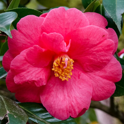 Portland Japanese Garden, Spring, 2022