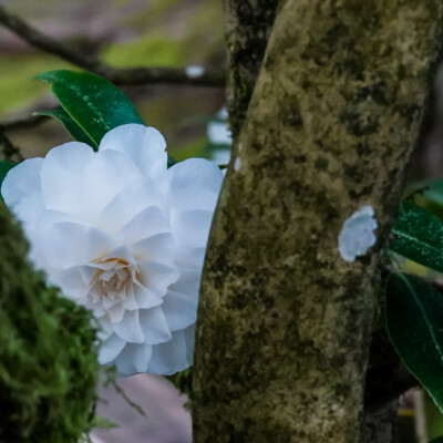 Portland Japanese Garden, Spring, 2022