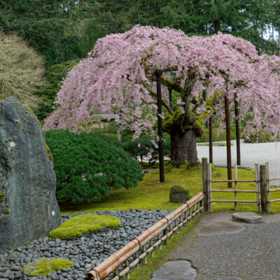 Portland Japanese Garden, Spring, 2022