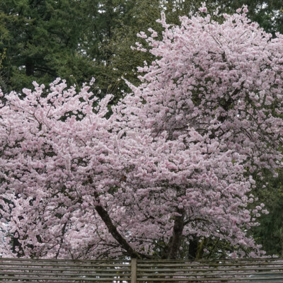 Portland Japanese Garden, Spring, 2022 Portland Japanese Garden, Spring, 2022