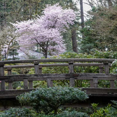 Portland Japanese Garden, Spring, 2022 Portland Japanese Garden, Spring, 2022
