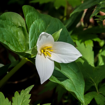 Trillium, Tryon State Park, Spring 2022
