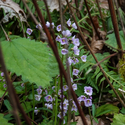 Trillium, Tryon State Park, Spring 2022