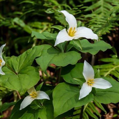 Trillium, Tryon State Park, Spring 2022