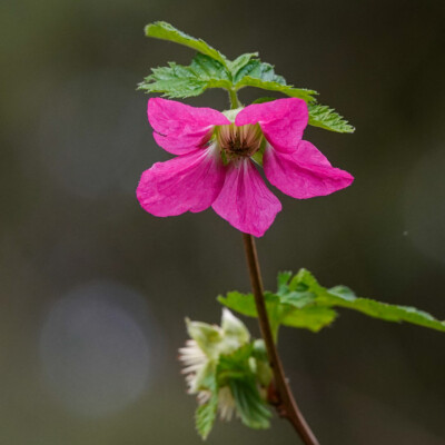 Tryon State Park, Spring 2022