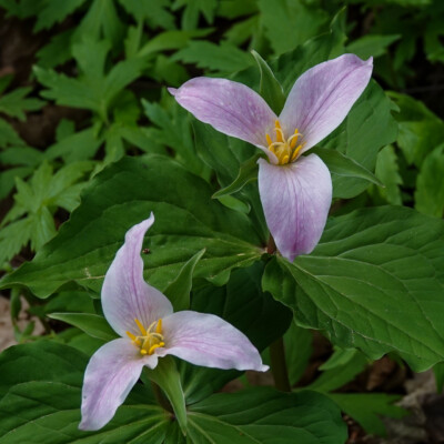 Trillium, Tryon State Park, Spring 2022