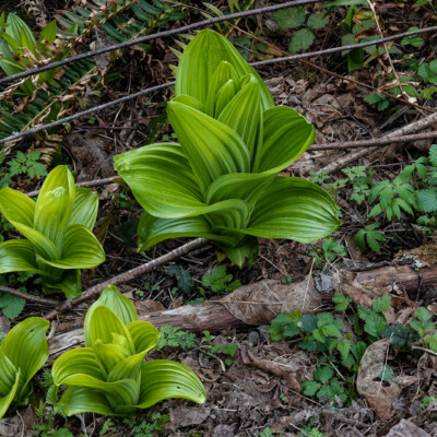 Trillium, Tryon State Park, Spring 2022