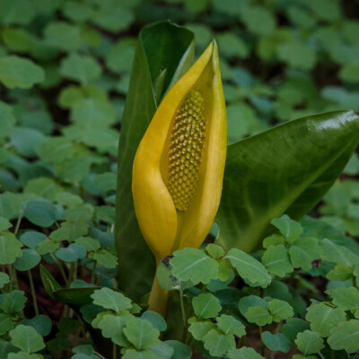 Tryon State Park, Spring 2022