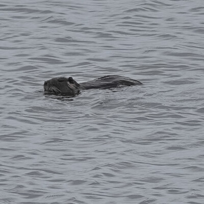 Nutria, Tualatin River NWR, Spring 2022