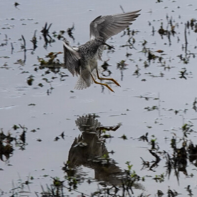 Yellowlegs, Tualatin NWR, Spring 2022