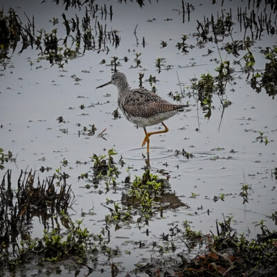 Yellowlegs, Tualatin NWR, Spring 2022