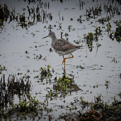 Yellowlegs, Tualatin NWR, Spring 2022