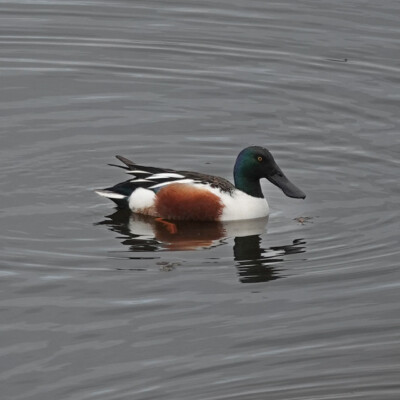 Northern Shoveler, Tualatin NWR, Spring 2022