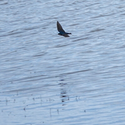 Tree Swallow, Tualatin NWR, Spring 2022 Tree Swallow
