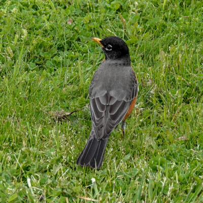 A side-eye from a Robin