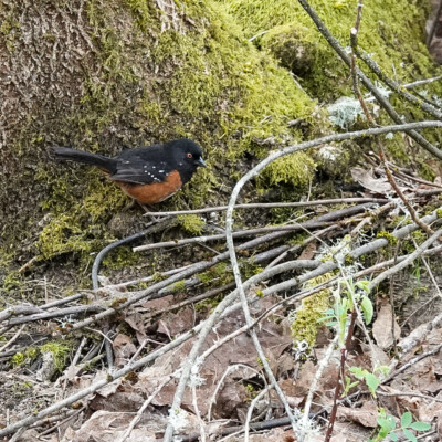 Towhee, Tualatin NWR, Spring 2022 Spotted Towhee playing hide and sing
