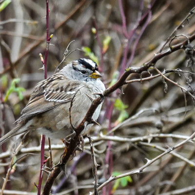 White-crowned Sparrow, Tualatin NWR, Spring 2022