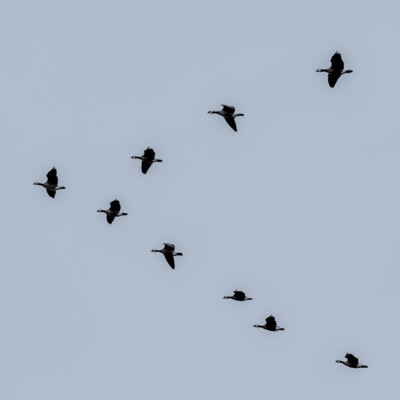 Geese in flight.