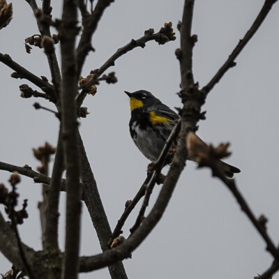 Yellow-rumped Warbler, Tualatin NWR, Spring 2022 Yellow-rumped Warbler