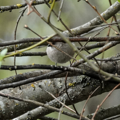 Bushtit, Tualatin NWR, Spring 2022