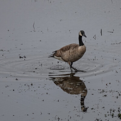 Canada Goose, Tualatin NWR, Spring 2022 Goose at rest.