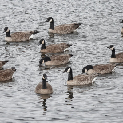 Canada Geese, Tualatin NWR, Spring 2022 Geese on the water.