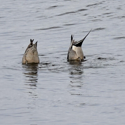 Pintail, Tualatin NWR, Spring 2022 Pintails