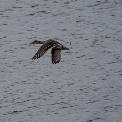 Gadwall