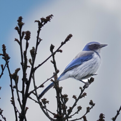 A California Scrub Jay hanging on to this spot in the breeze.