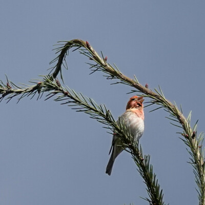 We heard lots of Purple Finch songs, but it took us a while to find this singer.