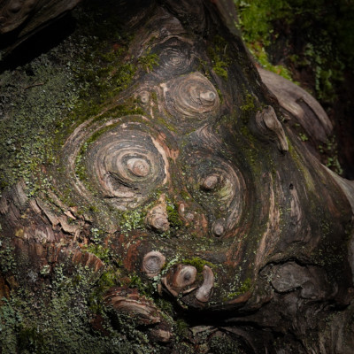 Cooper Mtn., Spring 2022