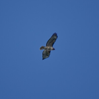 Hawk, Cooper Mtn, Spring 2022 I’m thinking this might be a Red-tailed Hawk, from the lighter underbelly and the wing markings. On eBird, other birders at this park recently reported Coopers, Sharp-shinned, Red-shouldered, and Rough-legged hawks, so maybe there are a lot of different hawks in this area, or maybe everyone else has as hard a time with hawk ID at a distance as I do.