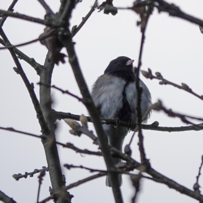 This fluffed up Dark-eyed Junco seems to be wearing a borrowed fur coat.