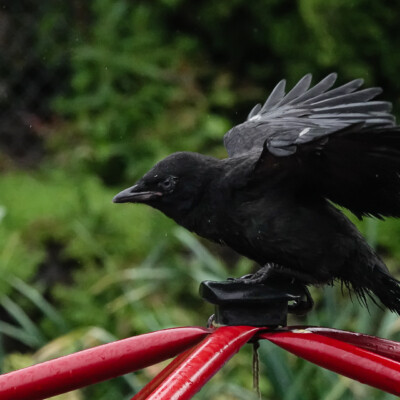 Fledgling Crow in the backyard, Summer 2022