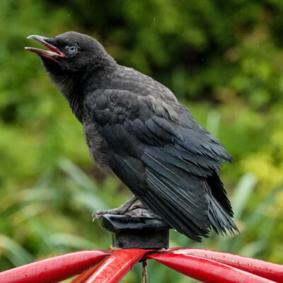 Fledgling Crow in the backyard, Summer 2022