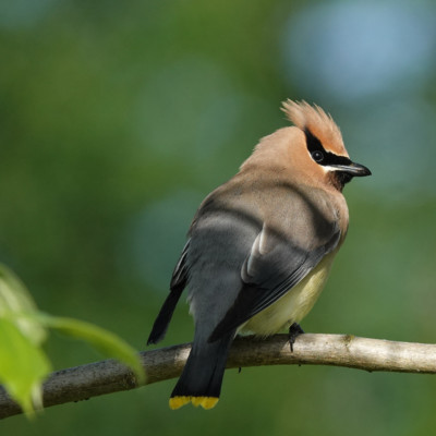 Cedar Waxwing, Ridgefield NWR, Summer 2022