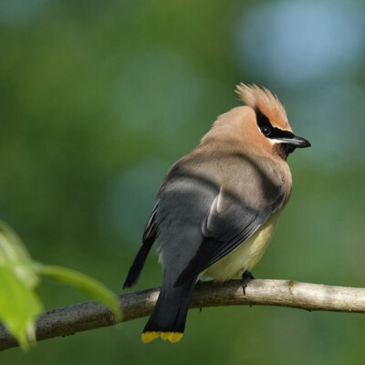 Cedar Waxwing, Ridgefield NWR, Summer 2022