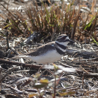Killdeer, Ridgefield NWR, Summer 2022