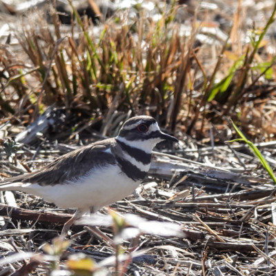 Killdeer, Ridgefield NWR, Summer 2022