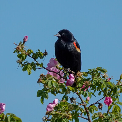 Red -winged Blackbird, Ridgefield NWR, Summer 2022