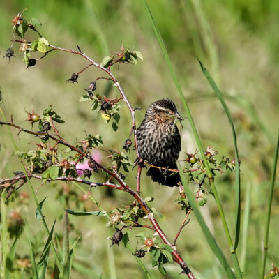 Sparrow, Ridgefield NWR, Summer 2022 Sparrow with a tasty morsel. Which type of sparrow, though?