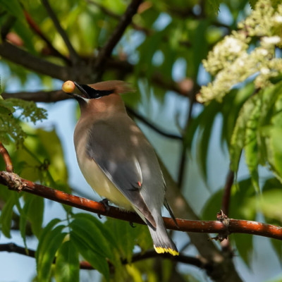 Cedar Waxwing, Ridgefield NWR, Summer 2022 Cedar Waxwing with a berry.