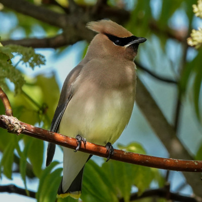 Cedar Waxwing, Ridgefield NWR, Summer 2022 Cedar Waxwing
