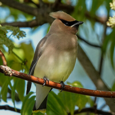 Cedar Waxwing, Ridgefield NWR, Summer 2022 Cedar Waxwing