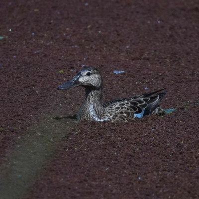 Immature Teal?, Ridgefield NWR, Summer 2022 Immature female teal?