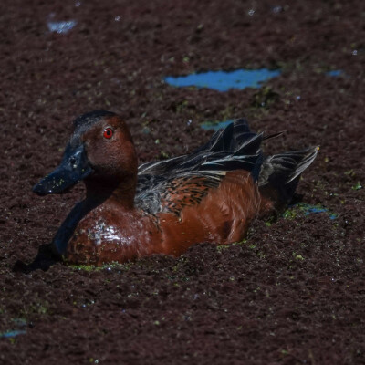 Cinnamon Teal, Ridgefield NWR, Summer 2022 This Cinnamon Teal in the canal was quite small; perhaps juvenile?