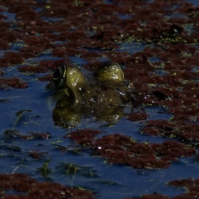 Denizen of the Deep,. Ridgefield NWR, Summer 2022