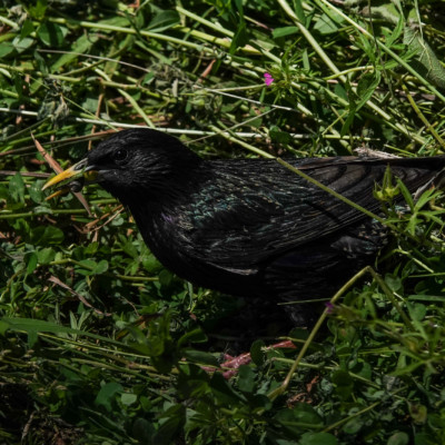 Starling, Ridgefield NWR, Summer 2022 European Starling