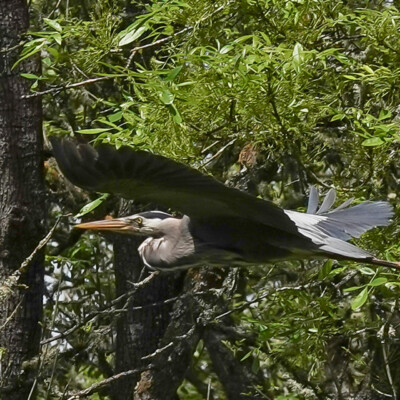 Heron in flight, Ridgefield NWR, Summer 2022