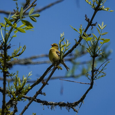 American Goldfinch, Ridgefield NWR, Summer 2022 American Goldfinch (female)